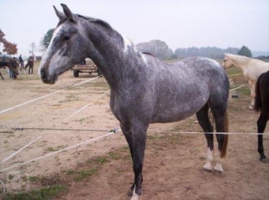 Artemis
