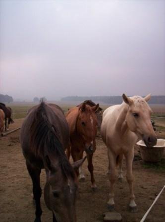 obrázky a foto 004.jpg